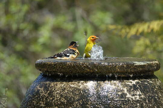 Image of Black-headed Grosbeak