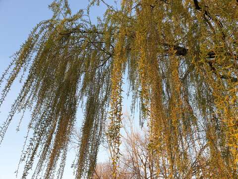 Image of Peking Willow