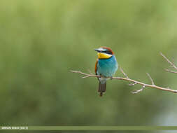 Image of bee-eater, european bee-eater