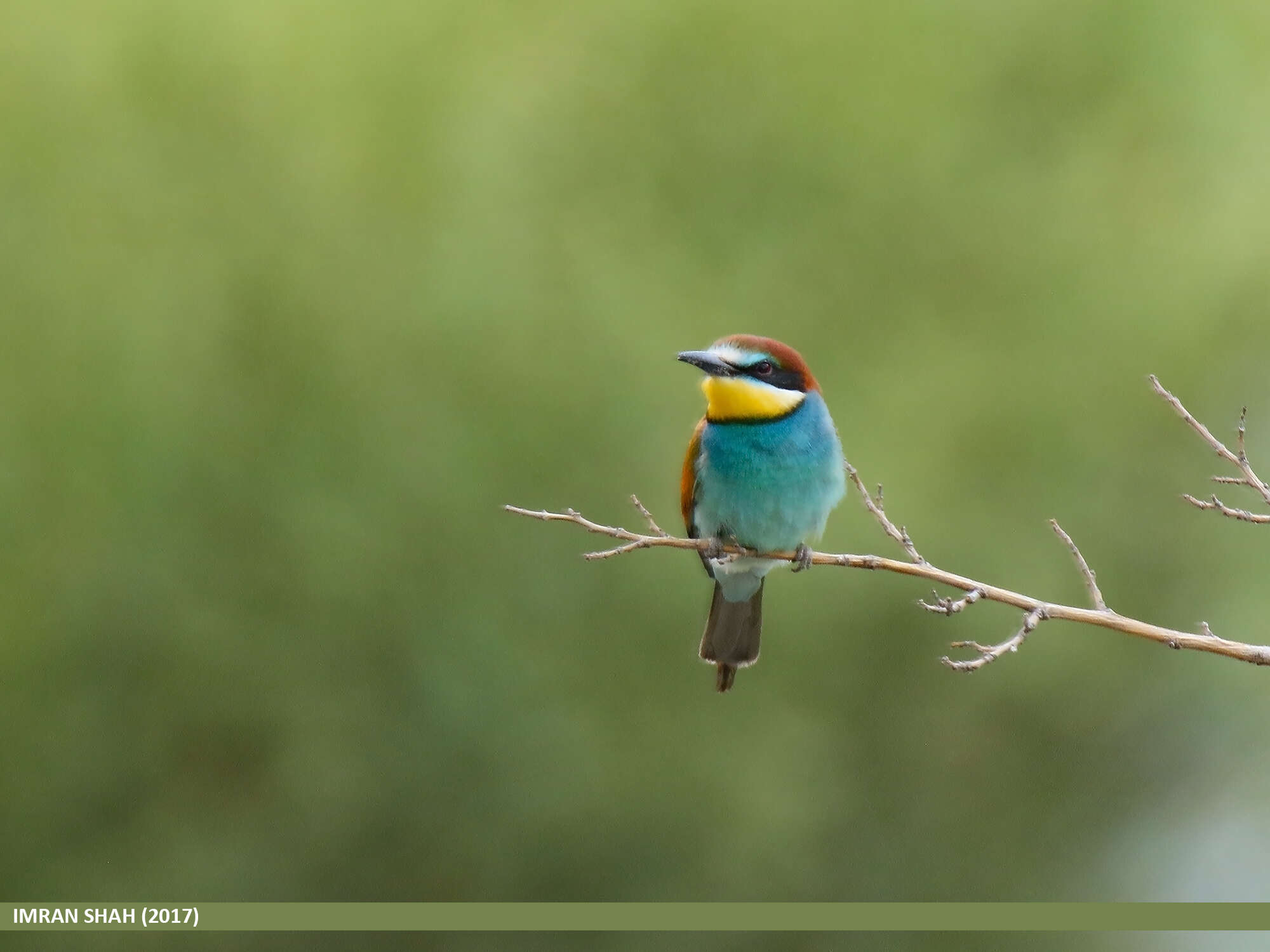 Image of bee-eater, european bee-eater