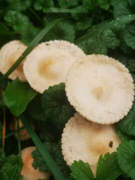 Image of Marasmius oreades (Bolton) Fr. 1836