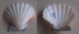 Image of Japanese baking scallop