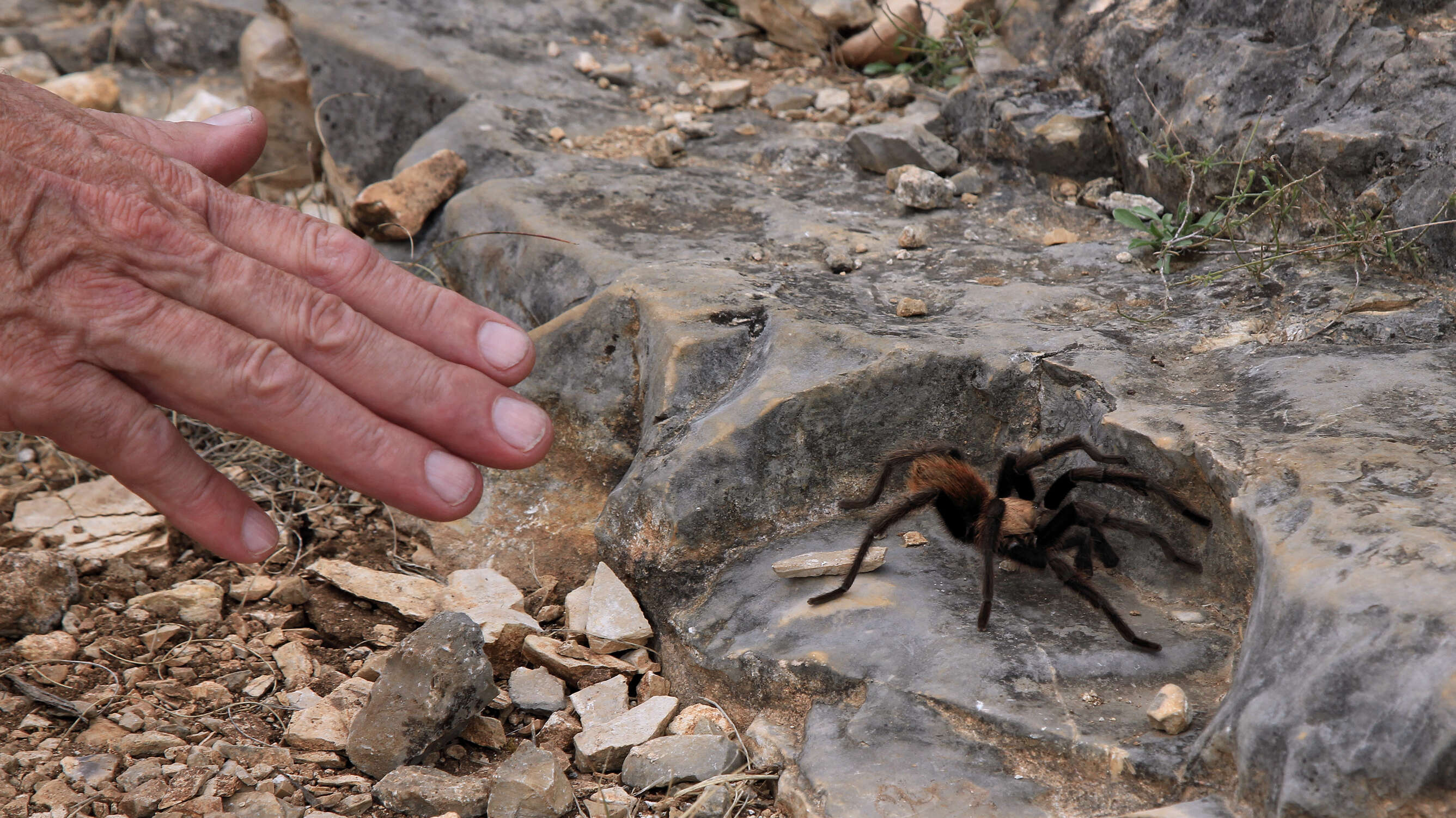 Image of Texas Brown Tarantula