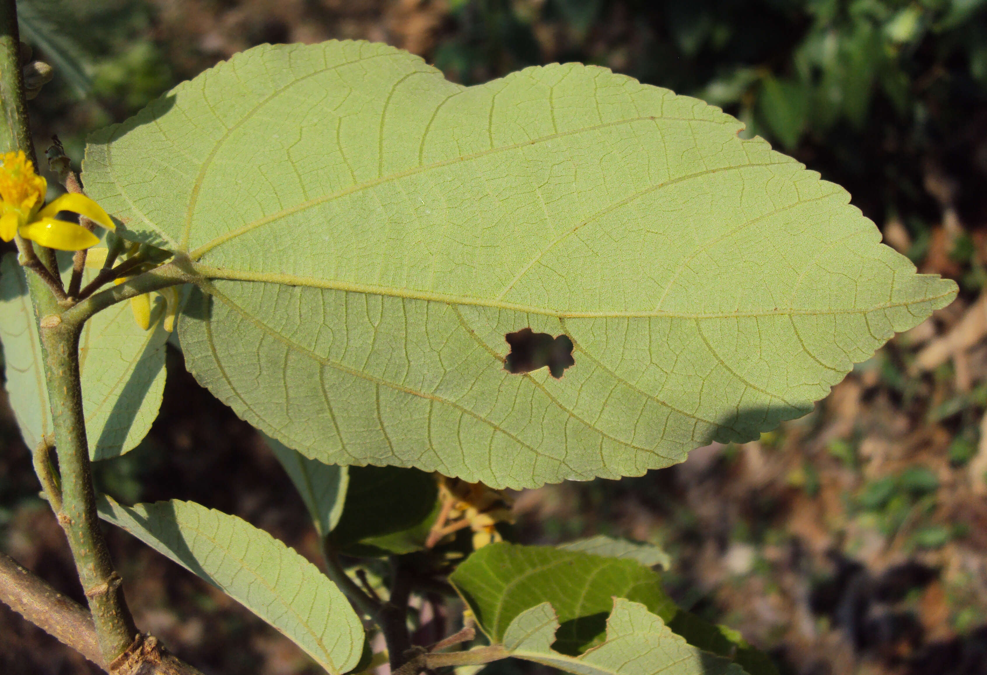 Image of Grewia tiliifolia Vahl