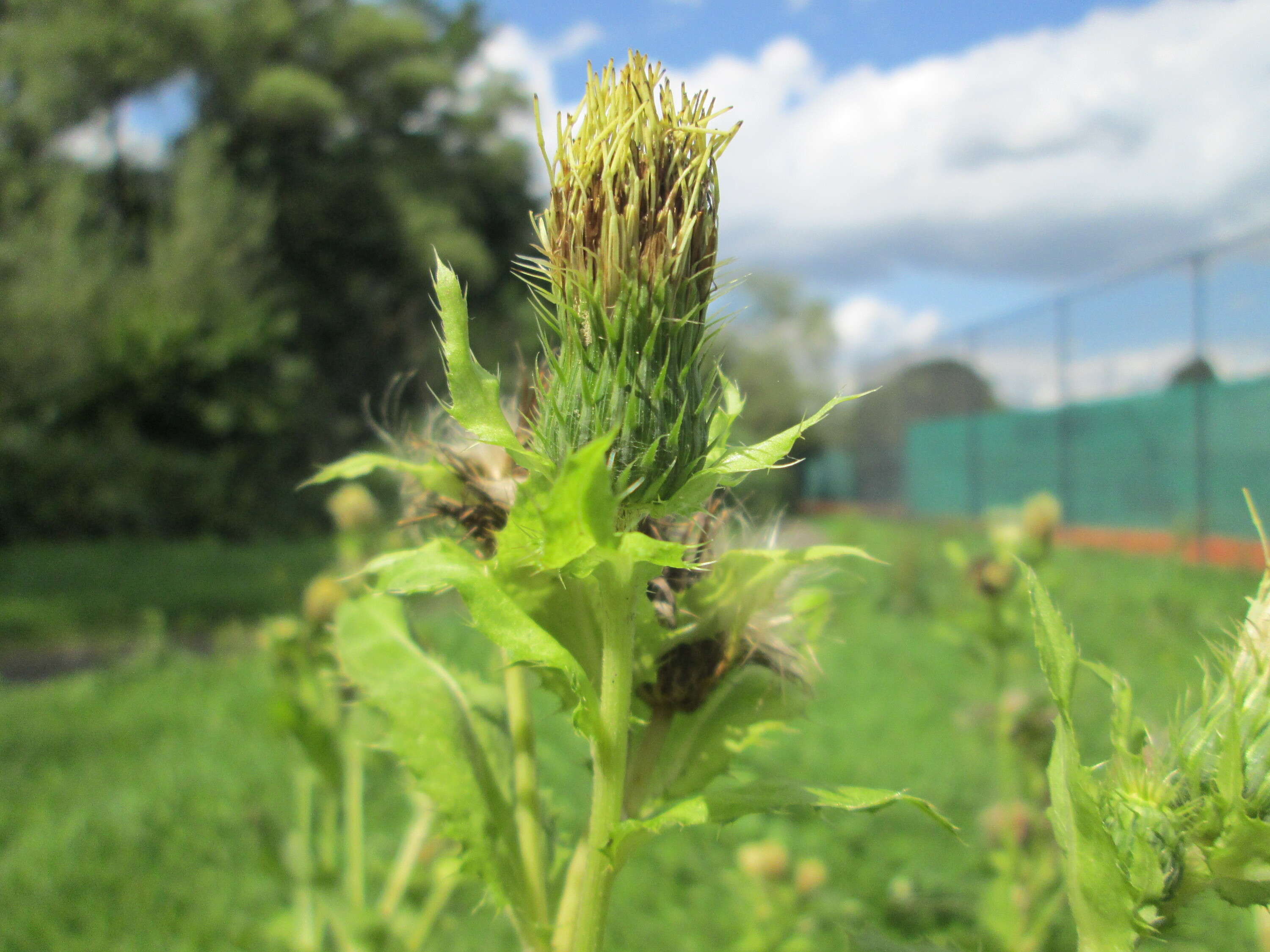 Image of Cabbage Thistle