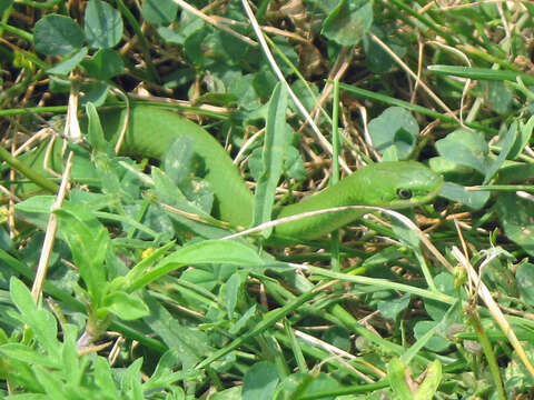 Image of Smooth Green Snake