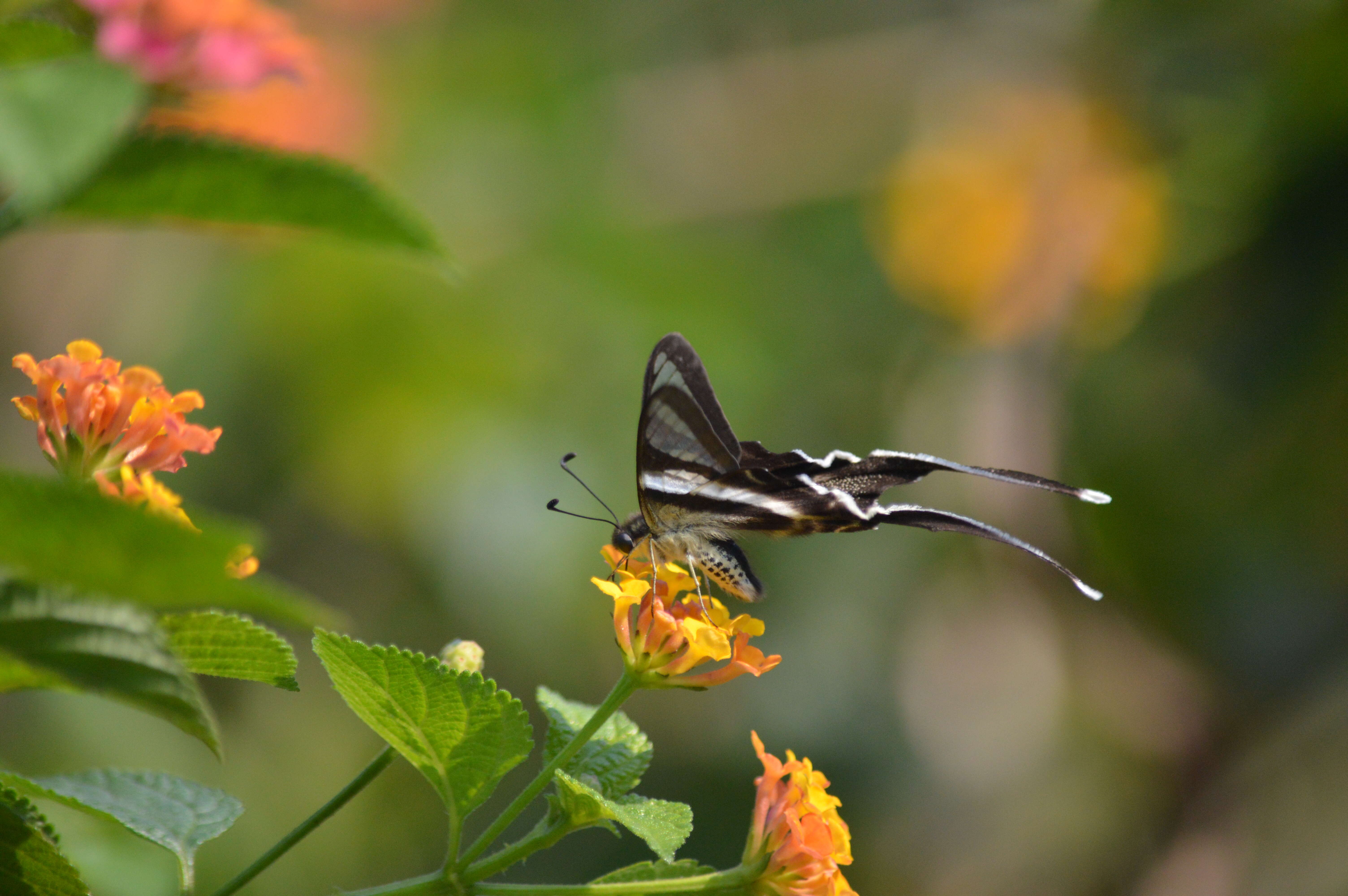 Image of White Dragontail Butterfly