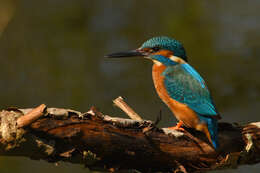 Image of Common Kingfisher