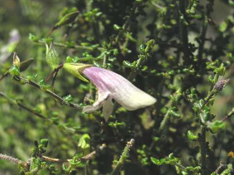 Image of Prostanthera chlorantha (F. Muell.) Benth.