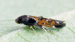 Image of Mompha terminella Westwood