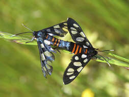 Image of Amata cerbera Linnaeus 1764