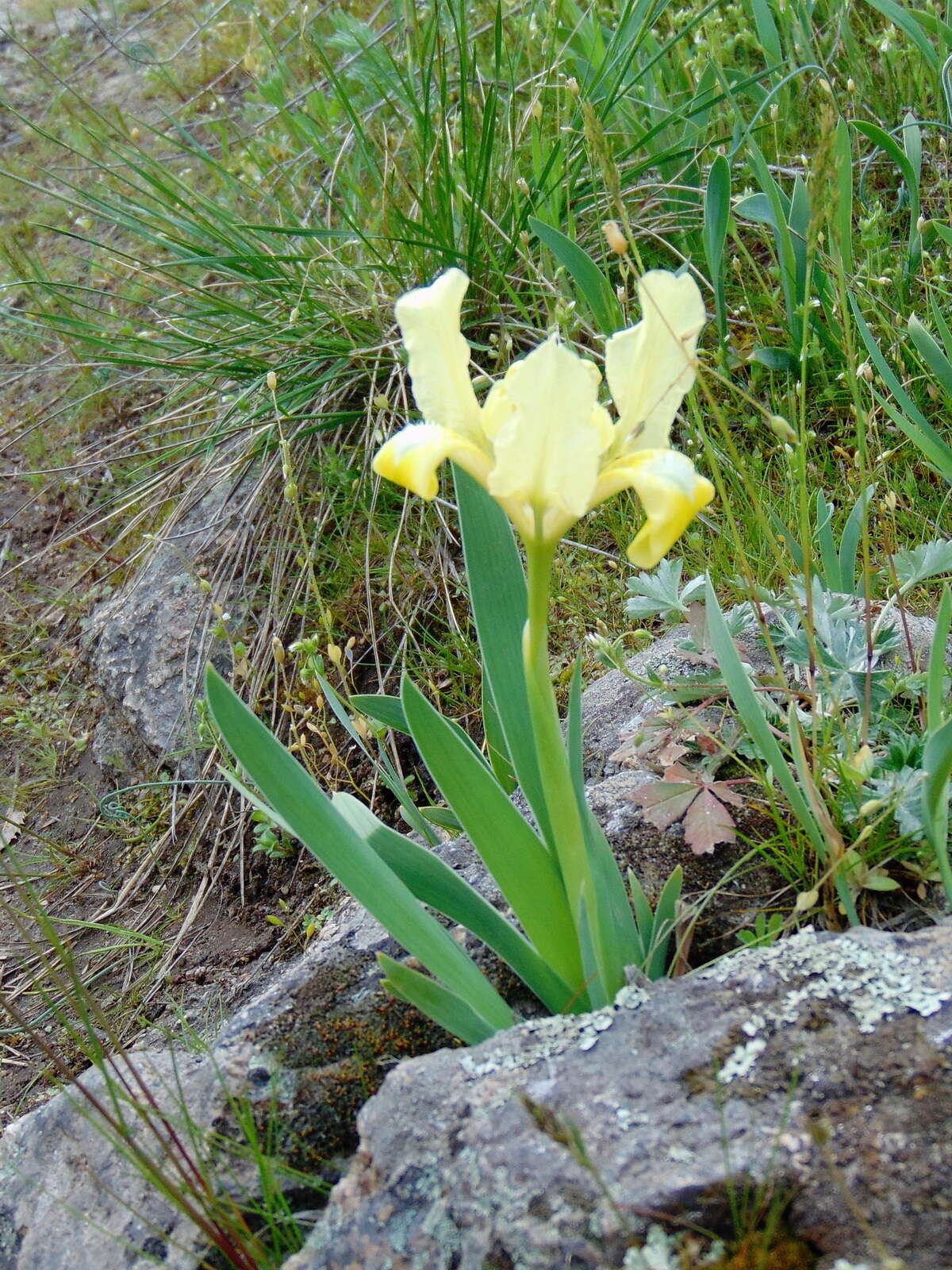 Plancia ëd Iris pumila L.