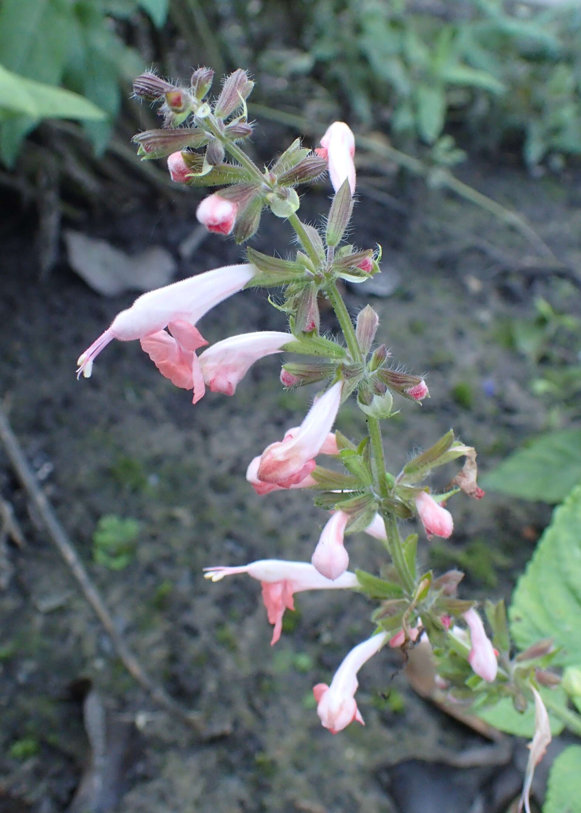 Imagem de Salvia coccinea Buc'hoz ex Etl.