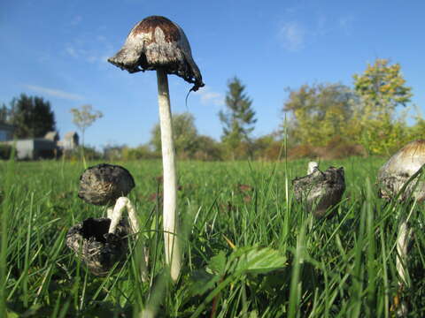 Coprinopsis atramentaria (Bull.) Redhead, Vilgalys & Moncalvo 2001 resmi