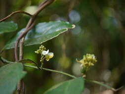 Imagem de Xanthophyllum flavescens Roxb.