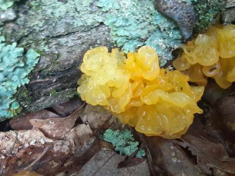 Image of Witches butter