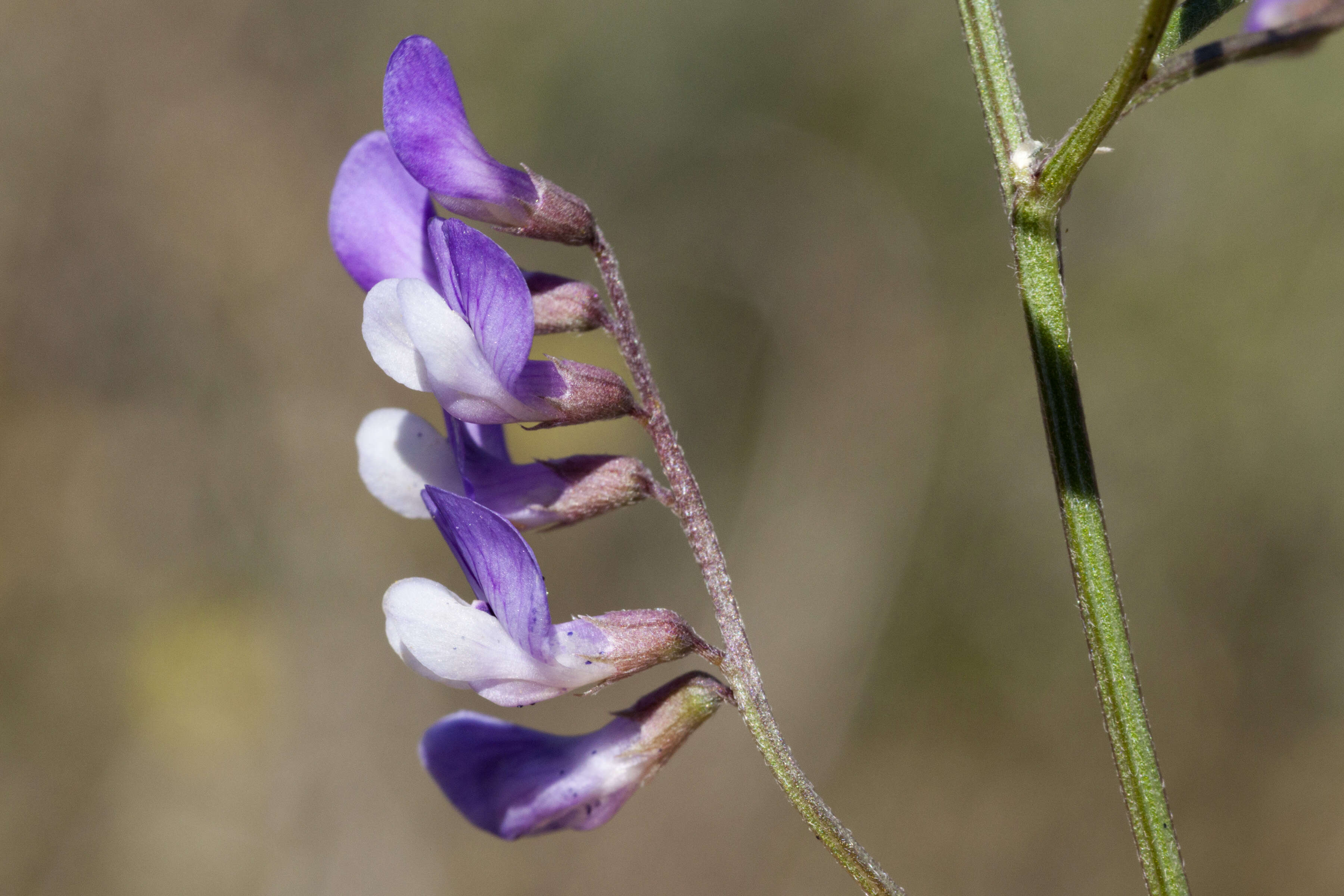 Sivun Vicia ludoviciana Nutt. kuva