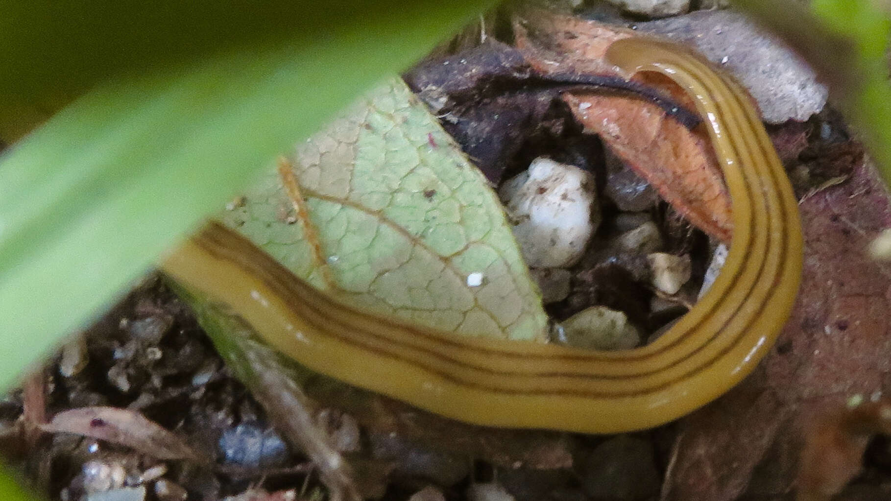 Image of Bipalium nobile Kawakatsu & Makino 1982