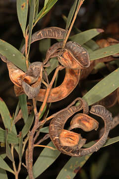 Image of Red-eyed Wattle