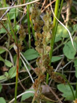 Image of Health Speedwell