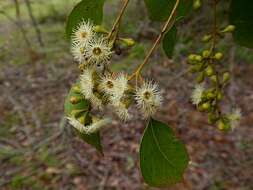 Image of Eucalyptus baueriana Schauer