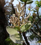 Image of Ginger Bush