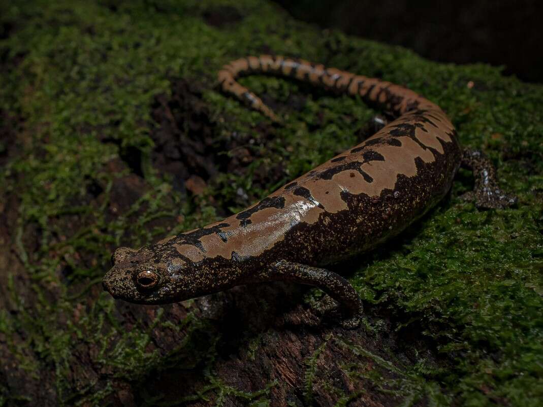 Image of Bolitoglossa Duméril, Bibron & Duméril 1854