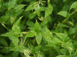 Image of small carpgrass