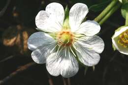 Imagem de Potentilla alba L.