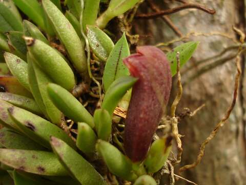 Image of Acianthera asaroides (Kraenzl.) Pridgeon & M. W. Chase