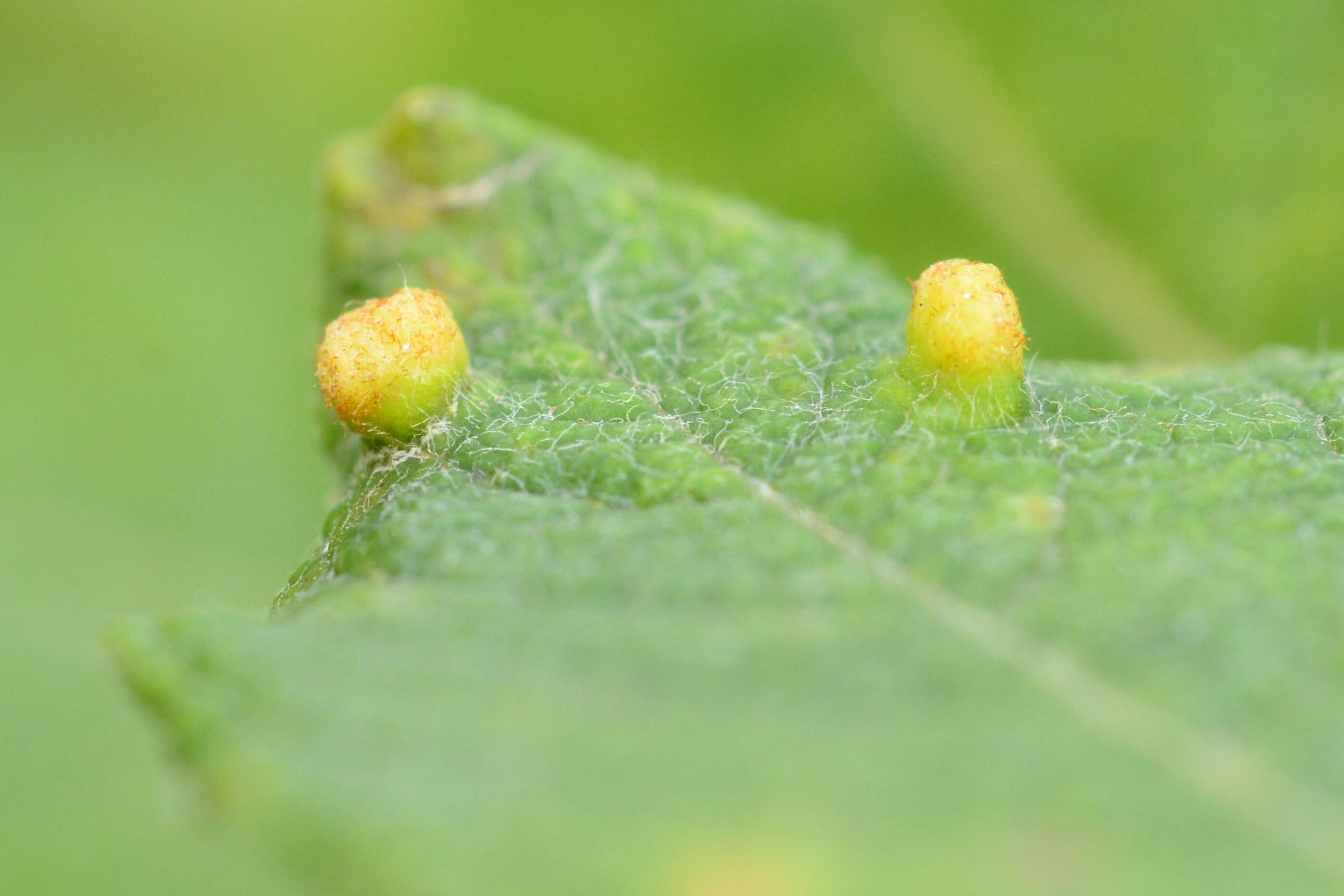 Image of Aculus laevis