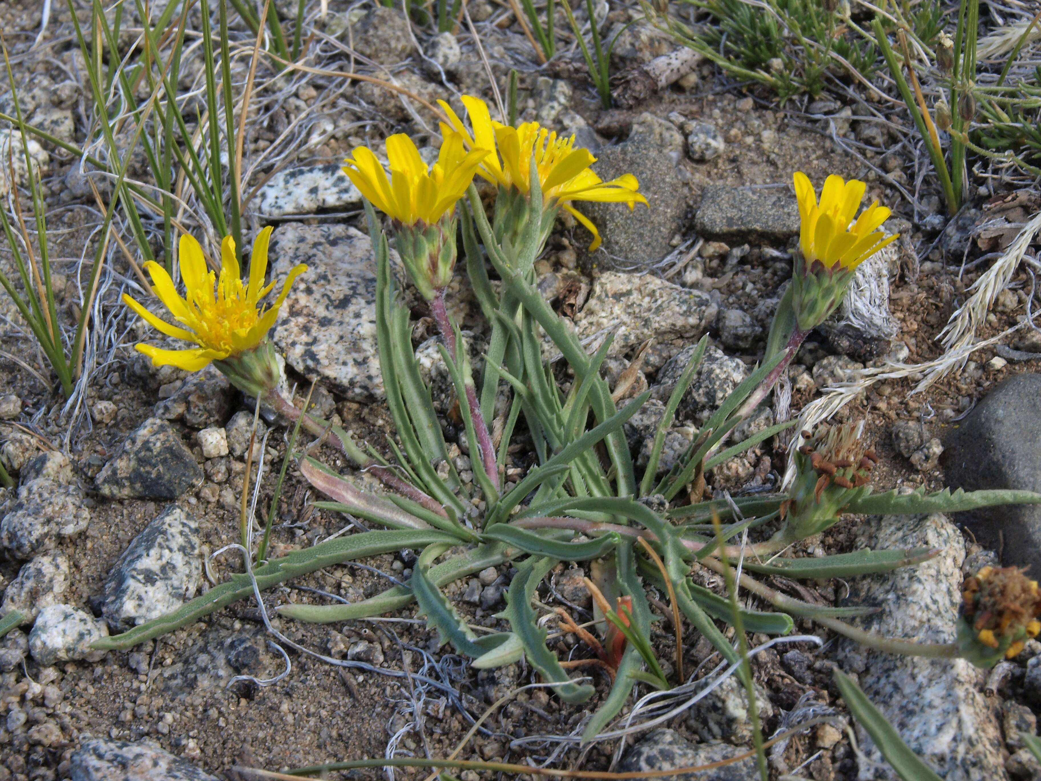 Imagem de Pyrrocoma apargioides (A. Gray) Greene