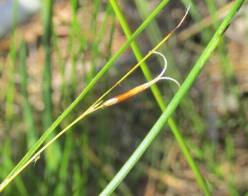 Image of bog-rush