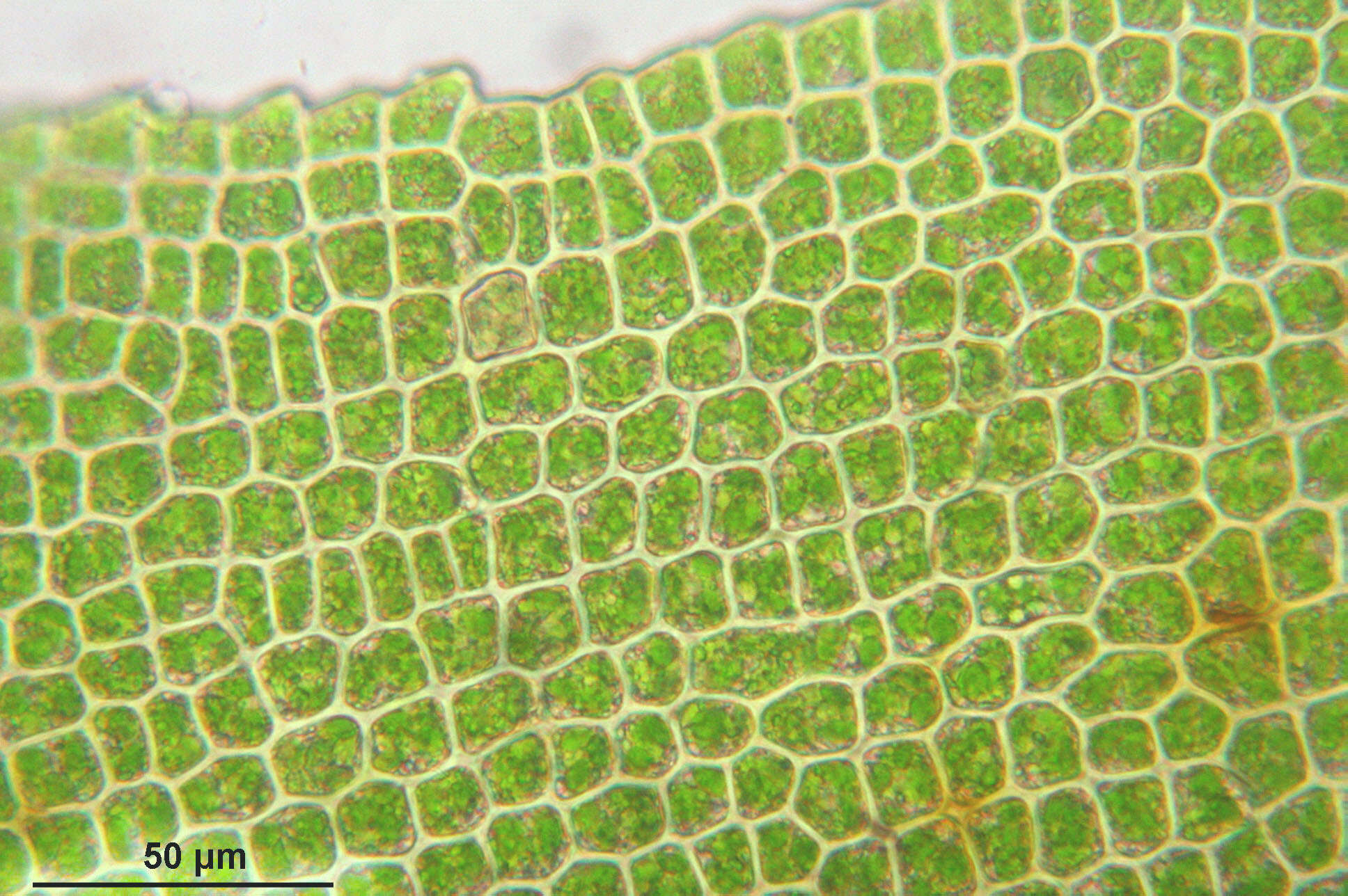 Image of dichodontium moss