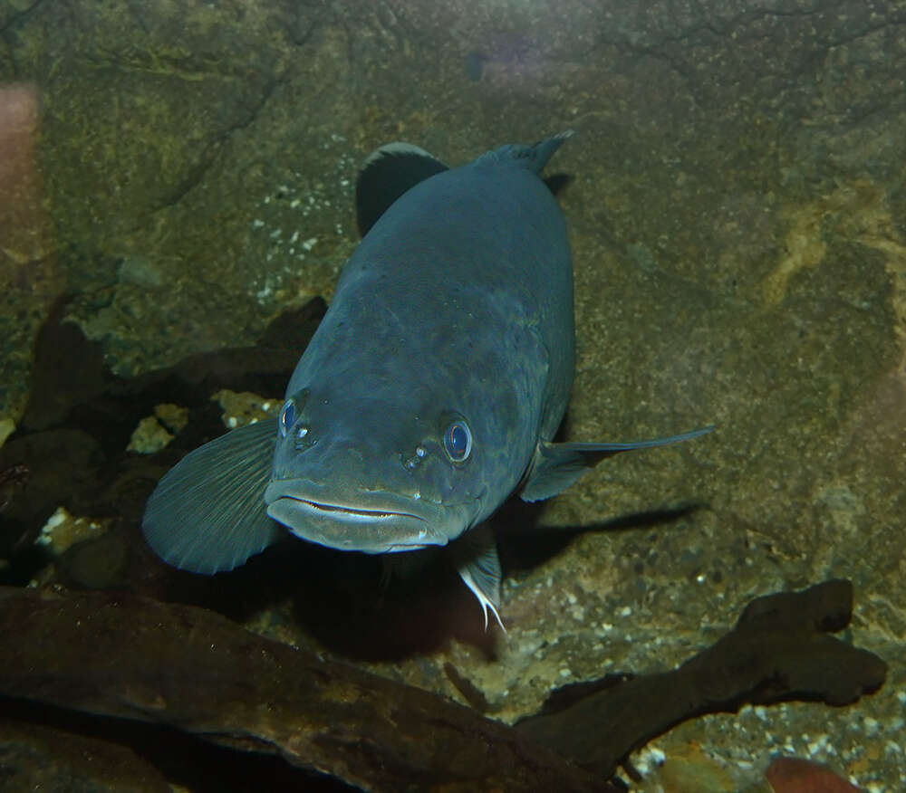 Image of Murray cod