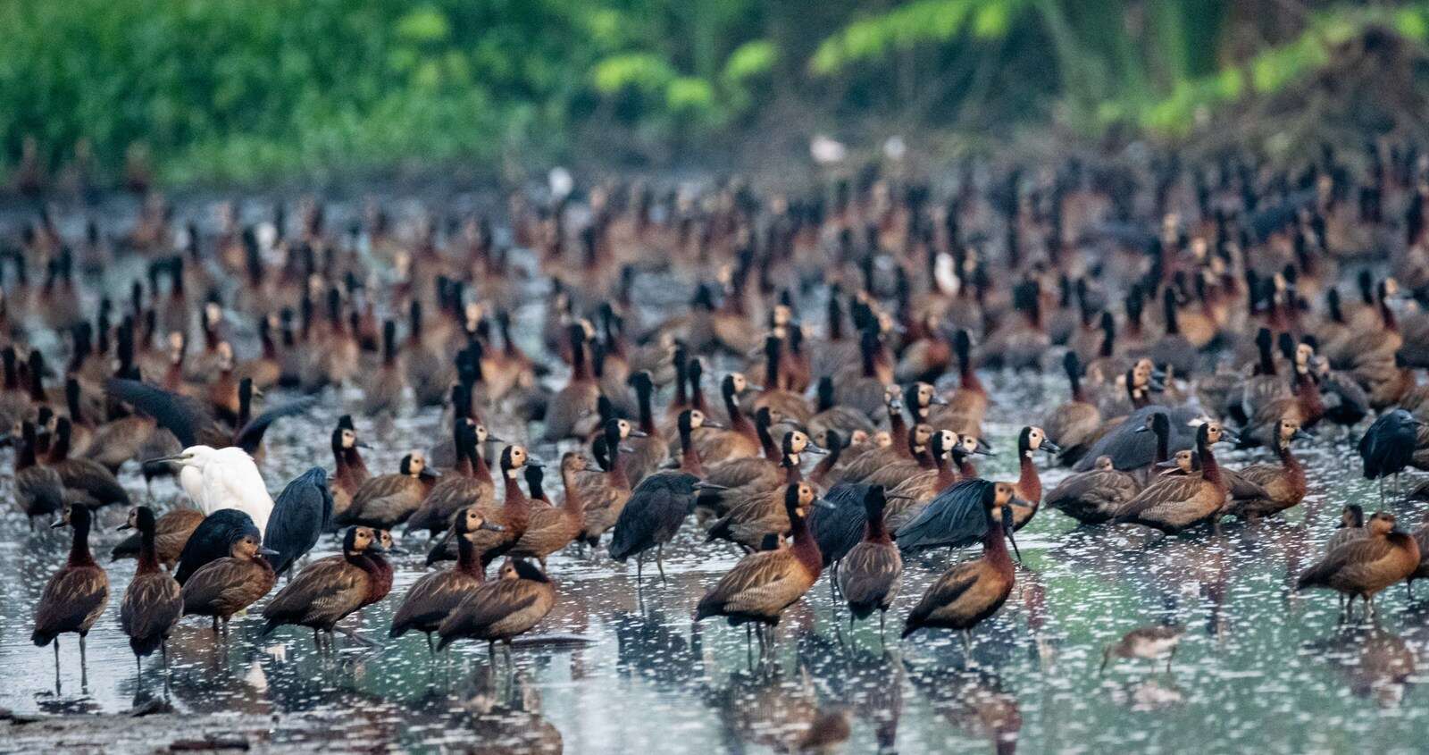 Image of White-faced Whistling Duck