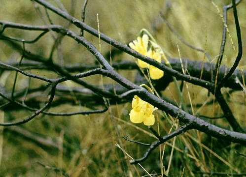 Image of Narcissus cernuus