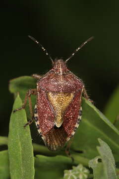 Image of sloe bug