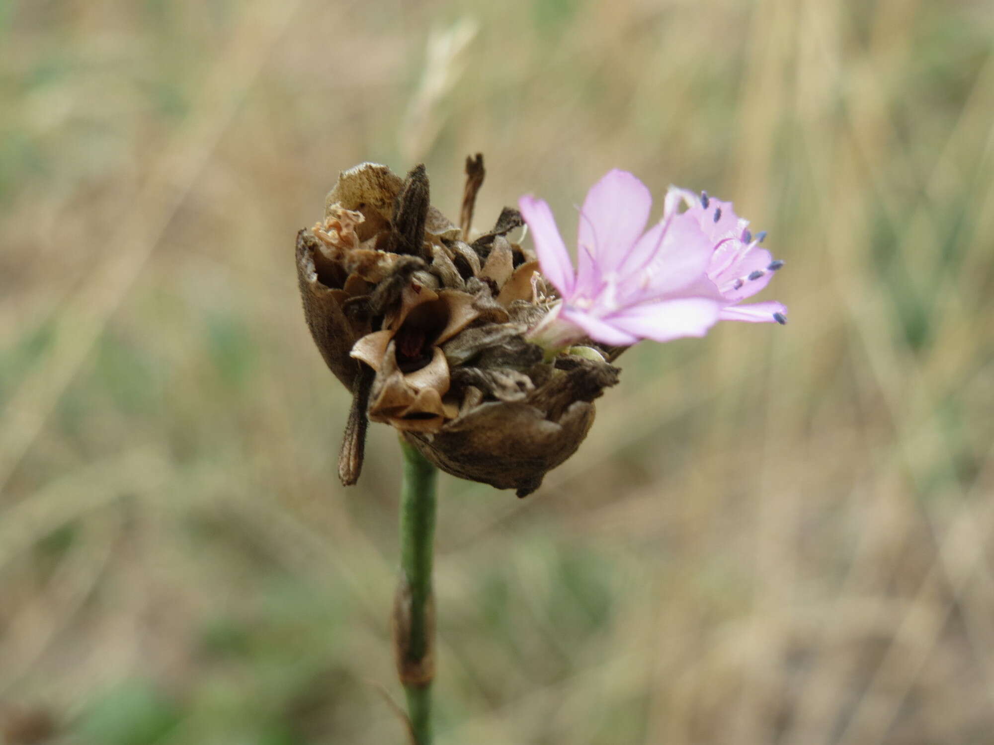 Image of Proliferous Pink