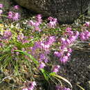 Image of Allium virgunculae F. Maek. & Kitam.
