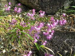 Image of Allium virgunculae F. Maek. & Kitam.