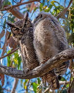 Image of Great Horned Owl