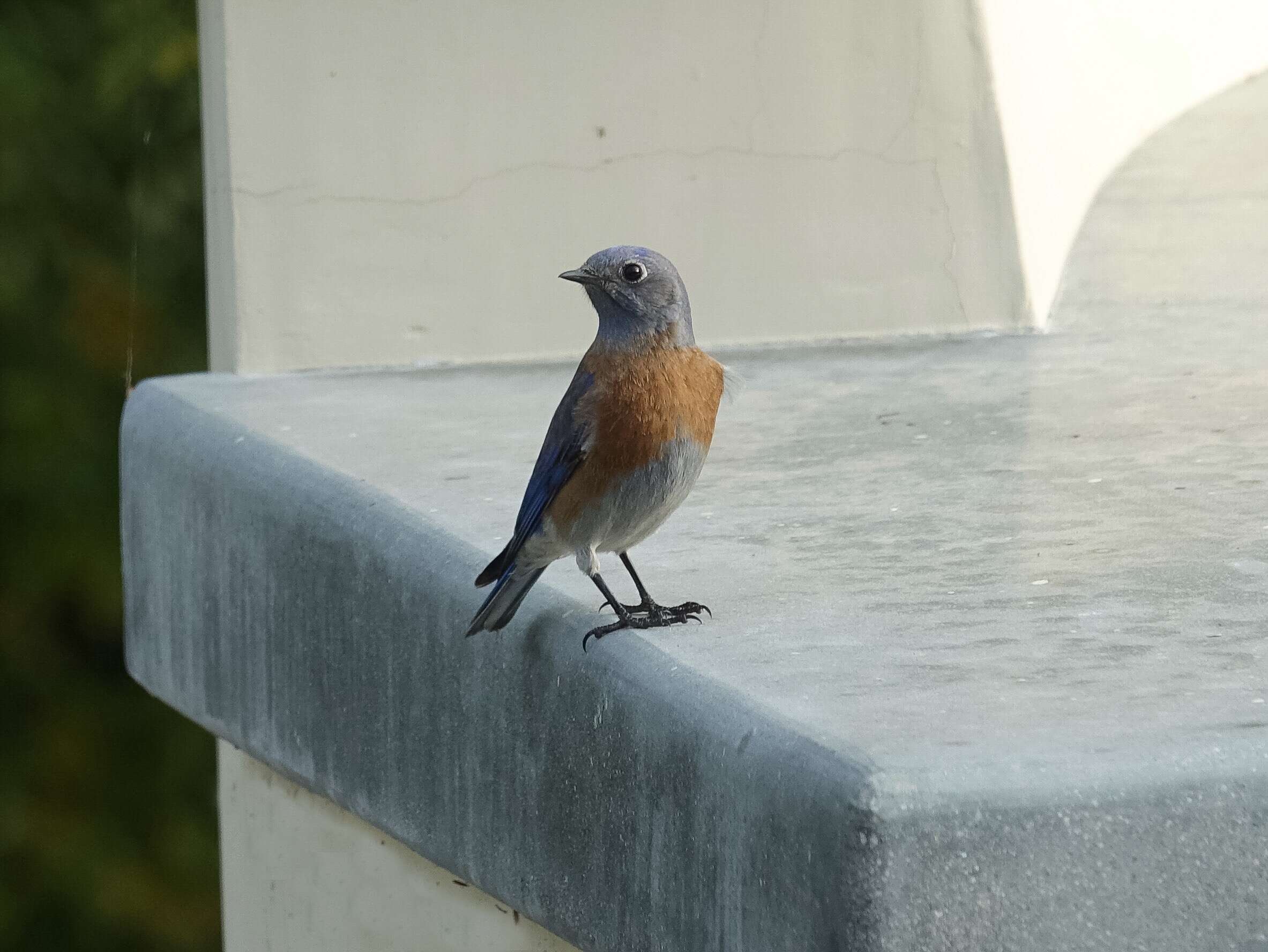 Image of Western Bluebird