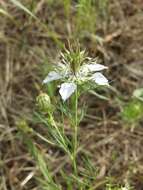 Nigella arvensis L. resmi