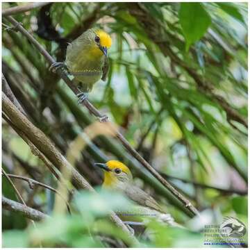 Image of Golden-crowned Babbler