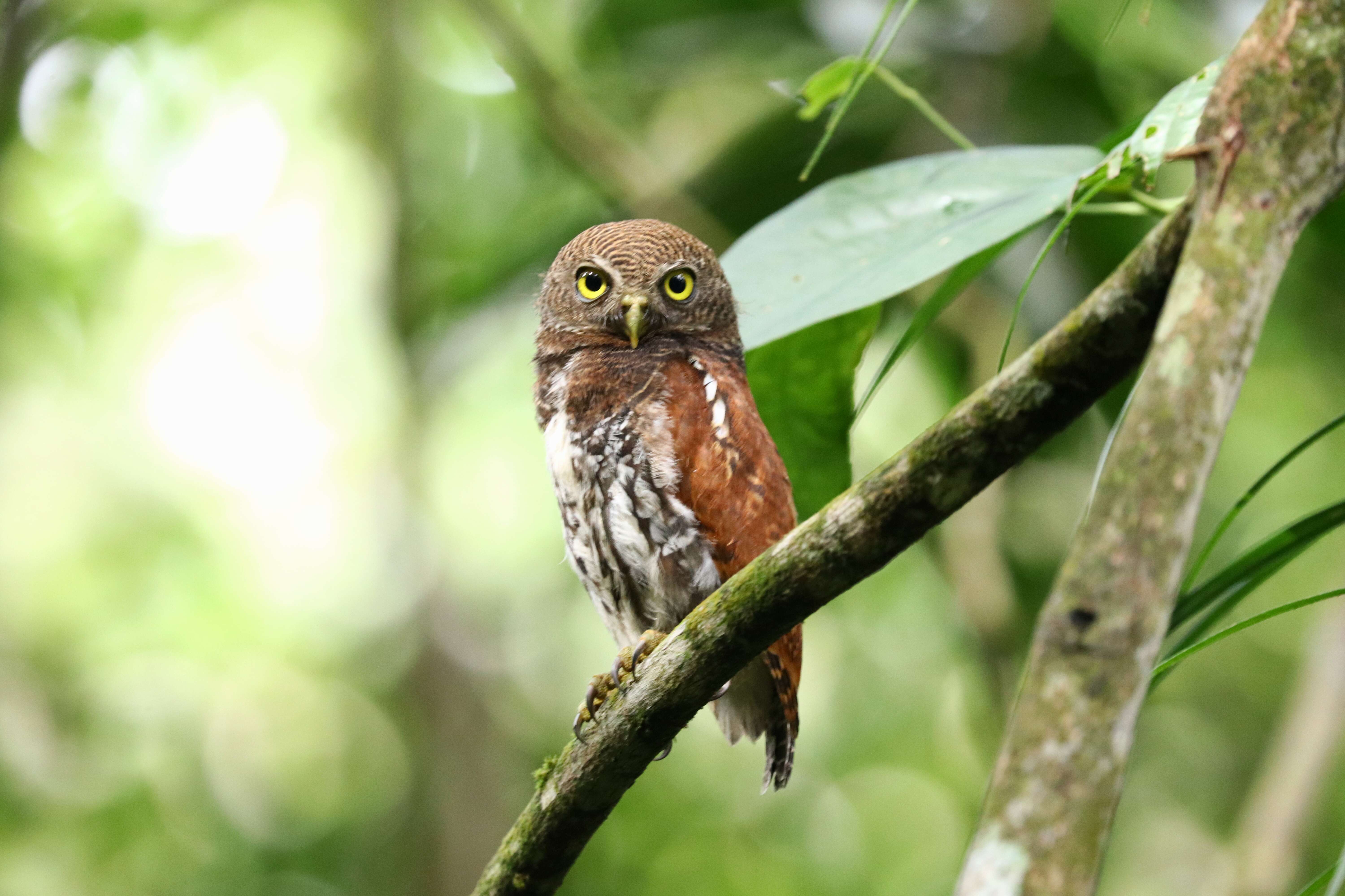 Image of Chestnut-backed Owlet