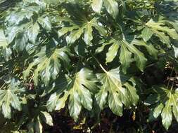 صورة Fatsia