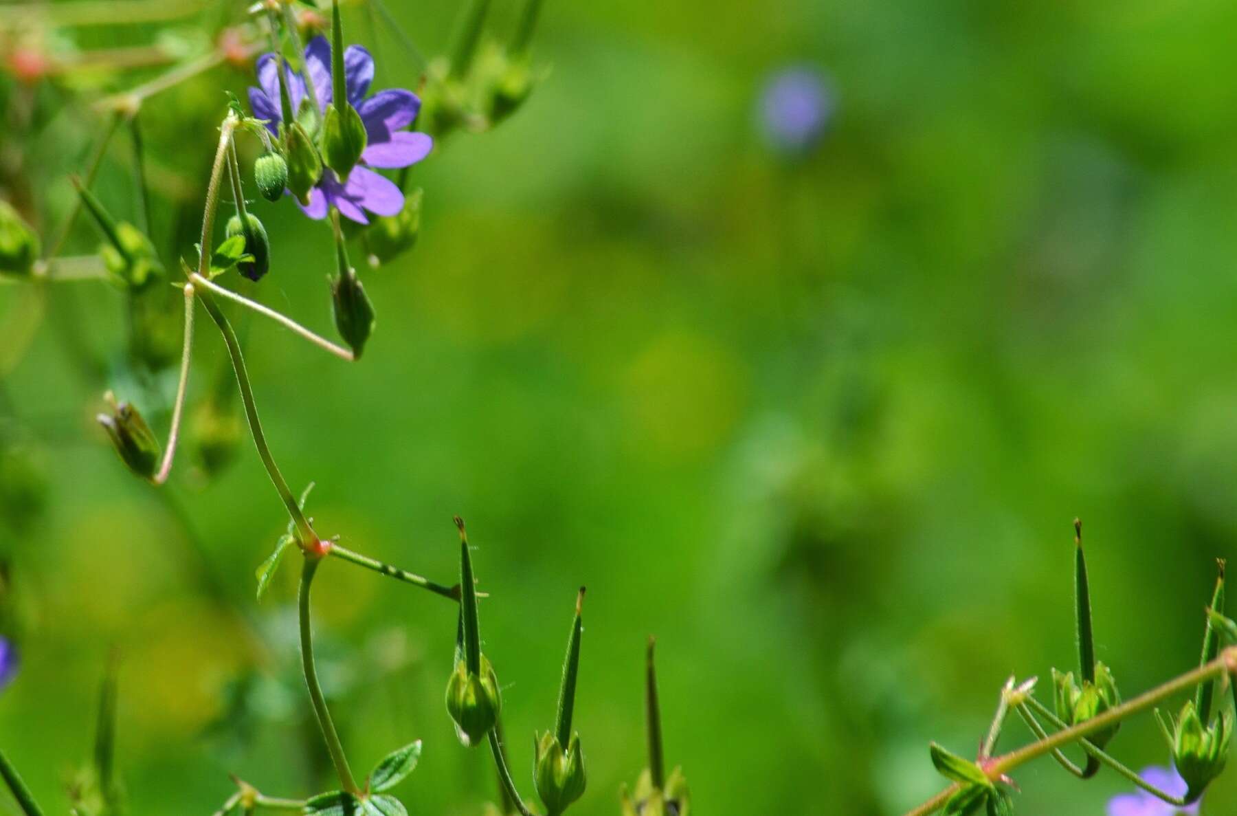 Image of hedgerow geranium