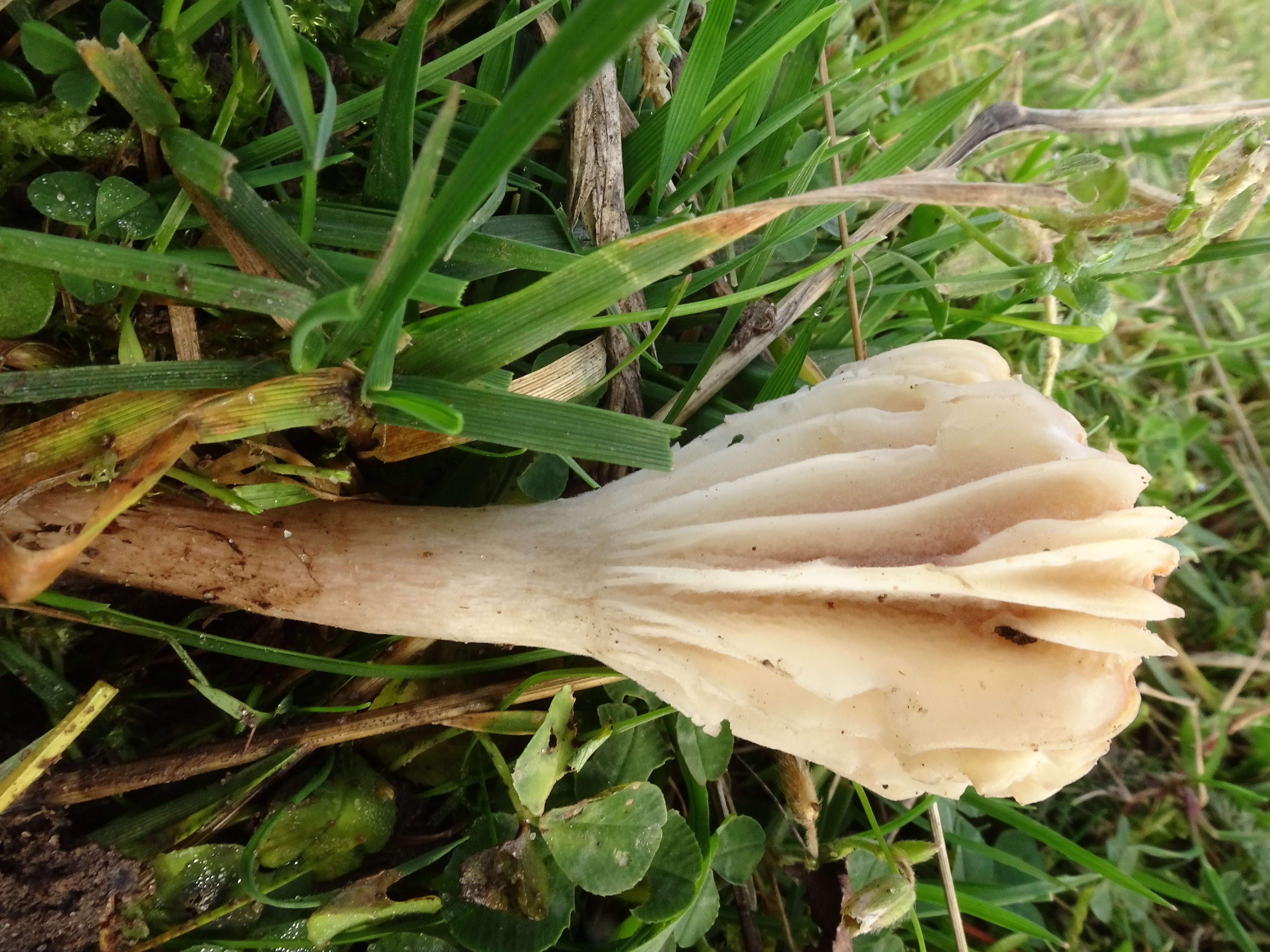 Image of Snowy Waxcap