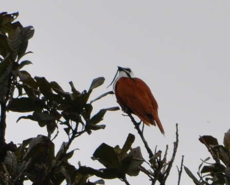 Image of Three-wattled Bellbird